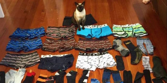 A Literal Cat Burglar Is Stealing All Of New Zealand’s Underwear