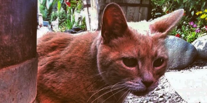 Actual Cat Mayor, Dead at 20