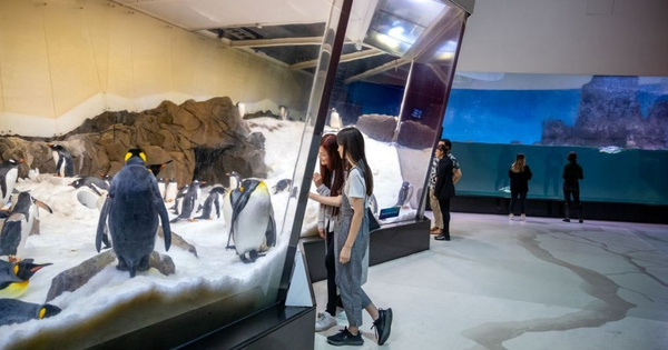 Penguins at SEA LIFE Melbourne Aquarium