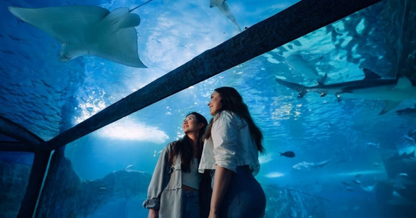 SEA LIFE Sydney Aquarium Deal · 50% off General Admission*